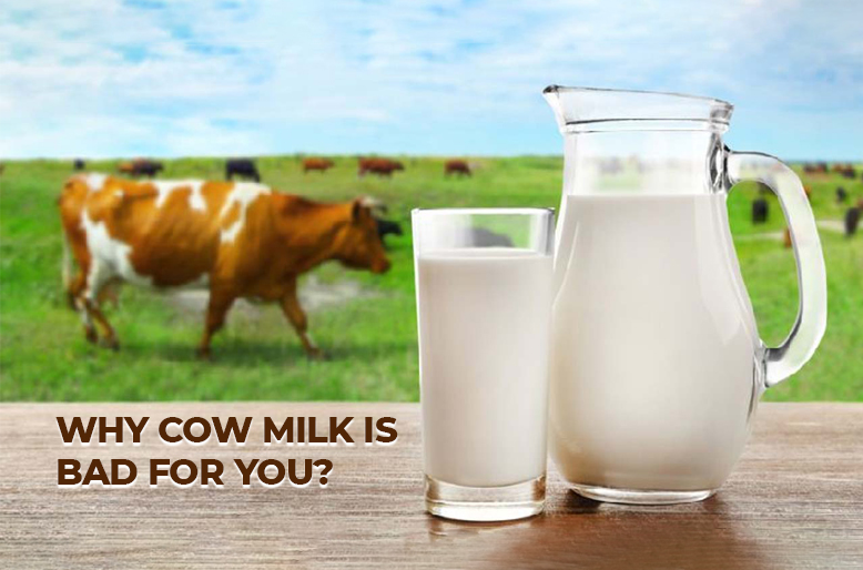 WHY COW MILK IS BAD FOR YOU?